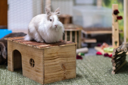 White dwarf rabbit sitting on top of a small wooden house inside an indoor enclosure. Cute domestic pet in a cozy habitat with natural light, enrichment toys and soft flooring.の写真素材