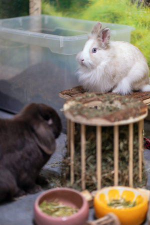 Two domestic rabbits inside an indoor enclosure. A white fluffy rabbit sits elevated on a wooden platform while a brown lop rabbit is visible in the foreground. A hay feeder and food bowls are placed inside the enclosure.の写真素材