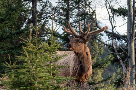 An elk (Cervus canadensis) standing in a forest clearing surrounded by trees and vegetation. The animal is shown in its natural habitat with detailed antlers and fur, capturing a calm wildlife moment. The scene was photographed in Canada and is suitable for themes like wildlife, nature and animal behavior.