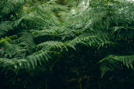 Close up of several fernsの写真素材