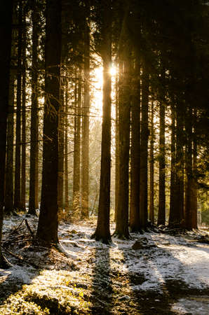 Sunset behind the trees in a forest during the winterの写真素材