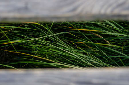 Close up of grass between planksの写真素材
