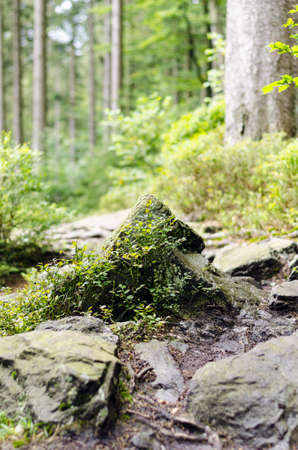 Rocks on a trail in tthe forestの写真素材