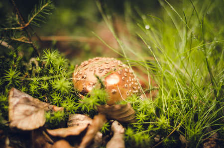 close up of a mushroom in a forestの写真素材