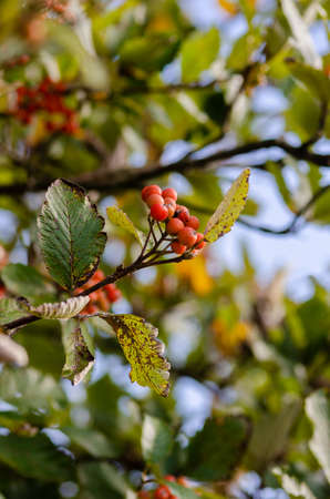 Close up of red berries on a branchの写真素材