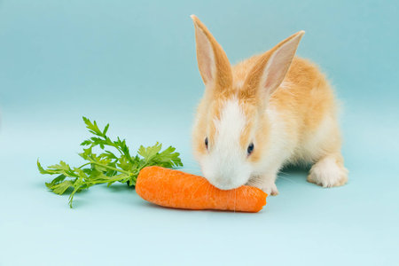 Adorable rabbit eatingの写真素材