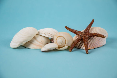Shells and starfish