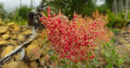 Tenerife knows a variety of different flowers. Depending on which side of the island you are you find different types.の写真素材