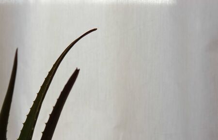 Healing aloe vera in front of white curtainの写真素材