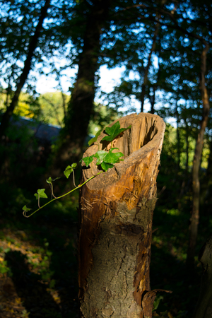 Old Tree with Ivy in Germanyの写真素材