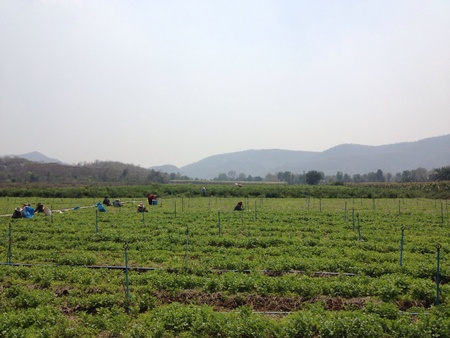 Vegetable farmの素材