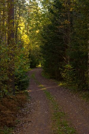 A trail that goes through a small forest. The trail itself is in the shadow, but the top of the trees are bathed in sunlight.の写真素材