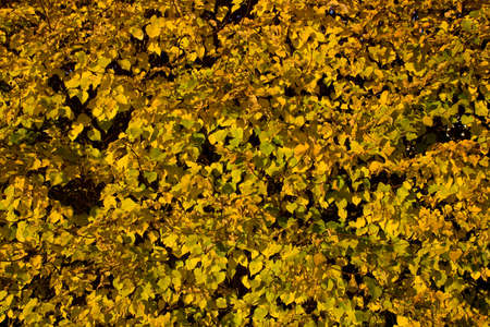 The leaves of a hedge late fall, when almost all the leaves have lost their green color and turned yellow/orange.の写真素材