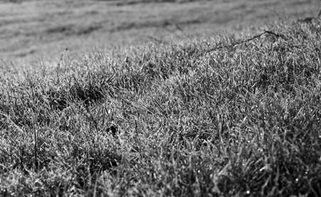 A small piece of lawn early in the morning, while particles of frost are still visible. The frost is slightly reflective because of the sunlight. Black and white.の写真素材