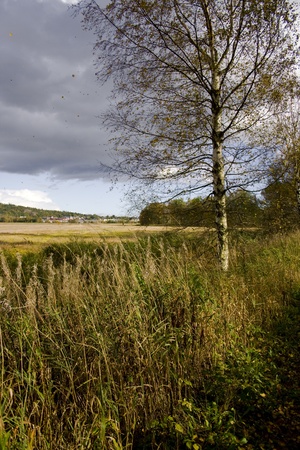 In a windy autumn day the plants and trees posed for me. Pay close attention to the leaves blowing in the wind.の写真素材