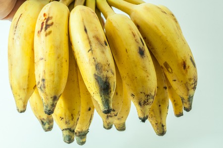 Bunch of yellow small banana fruit of kerala indiaの写真素材