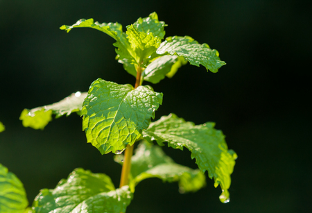 Close up of mint leaves in natural sunlightの写真素材