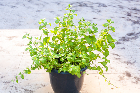Mint plants in a plastic pot on terraceの写真素材
