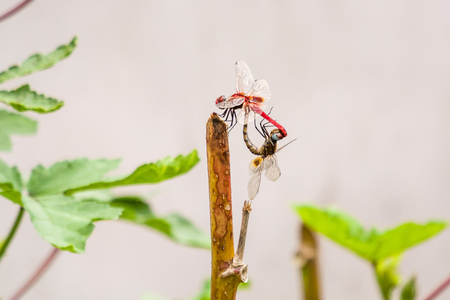 Mating of dragonflies on a stick natureの写真素材