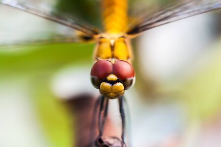 Closeup of the front view of yellow dragon flyの写真素材