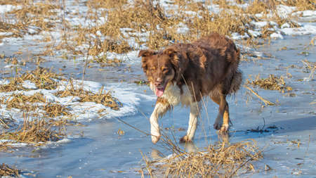 Freezing temperatures. The owner takes his dog for a walking in the winter on frozen water in the meadow.の写真素材