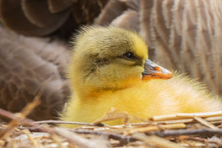 New born gosling of a canada goose.の写真素材