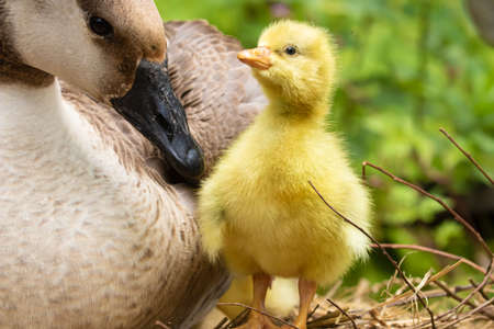 Gosling is a specialized term for a young baby goose, typically still covered with soft, fluffy down feathers and unable to fly.の写真素材