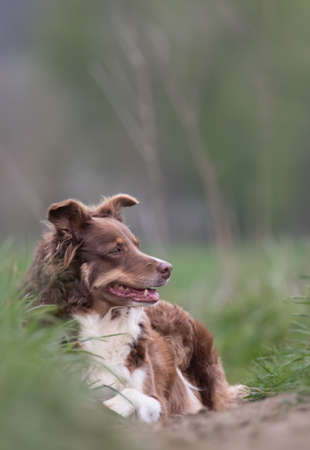 The Border Collie is a British breed or herding dog of medium size. They are descended from landrace sheepdogs once found all over the British Isles.の写真素材