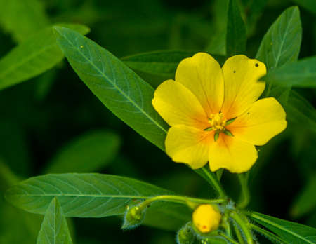 Ludwigia grandiflora Water primrose invasive speciesの写真素材