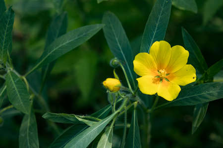 Ludwigia grandiflora Water primrose invasive speciesの写真素材