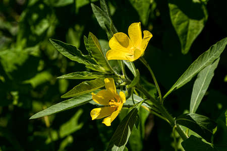 Ludwigia grandiflora Water primrose invasive speciesの写真素材