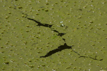 Green water surface in a pond covered with cyanobacteria. Due to eutrophication. Pollution and ecology conceptの写真素材