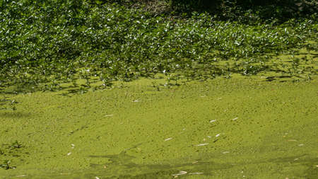 Green water surface in a pond covered with cyanobacteria. Due to eutrophication. Pollution and ecology conceptの写真素材