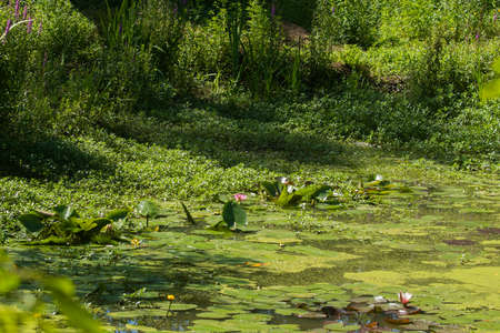 Green water surface in a pond covered with cyanobacteria. Due to eutrophication. Pollution and ecology conceptの写真素材