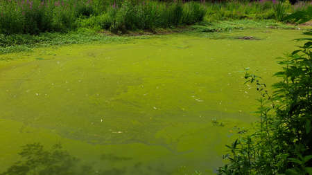 Green water surface in a pond covered with cyanobacteria. Due to eutrophication. Pollution and ecology conceptの写真素材