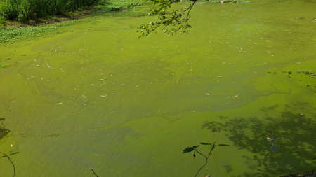 Green water surface in a pond covered with cyanobacteria. Due to eutrophication. Pollution and ecology conceptの写真素材