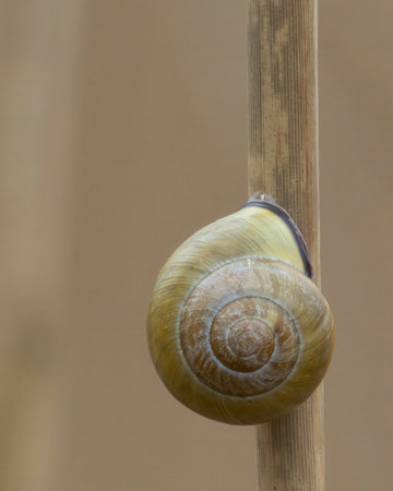 The grove snail, brown-lipped snail or lemon snail is one of the commonest large species of land snail in Europe, and has been introduced to North America.の写真素材