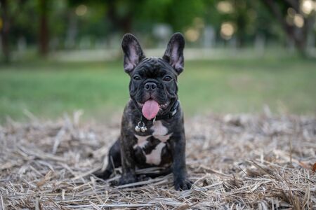 Brindle French bulldog puppy standing alone outside.の写真素材