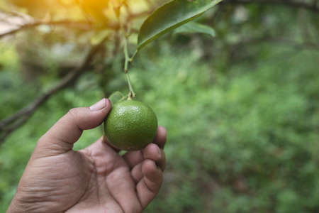 Woman's hand holding a Thai green lemon on Tree.の写真素材