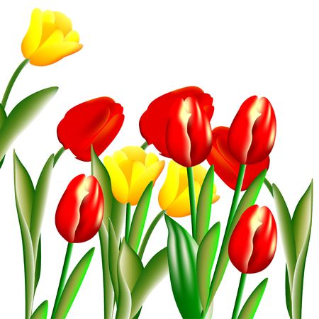 Tulips のイラスト素材