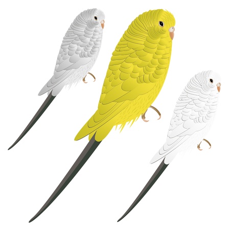 Cute vector budgie or parakeetのイラスト素材