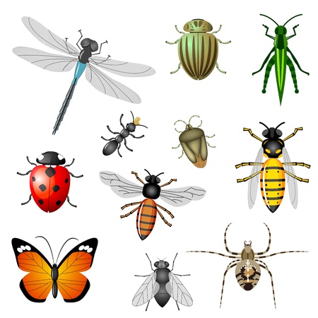 Insects or bugs のイラスト素材