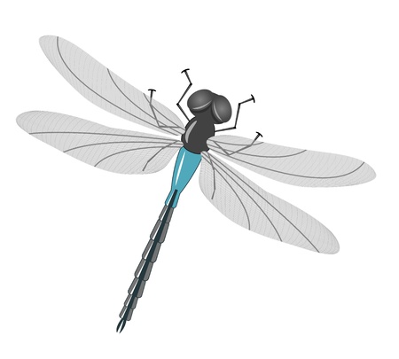 dragonflyのイラスト素材