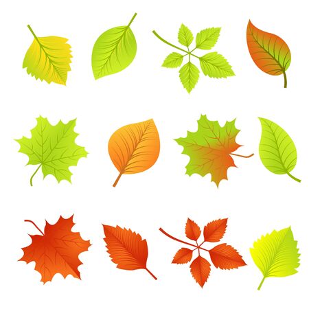 Set of Autumn Leavesのイラスト素材