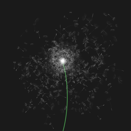 Dandelion with Flying Seeds on Black Backgroundのイラスト素材