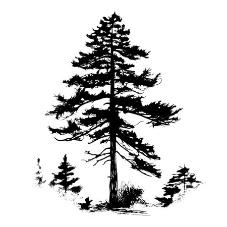 Silhouette of a coniferous tree on a white backgroundのイラスト素材