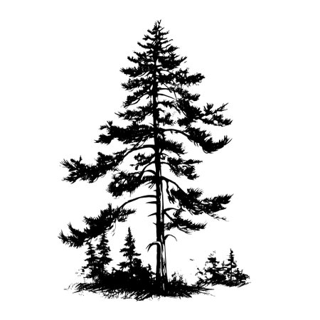 Silhouette of a coniferous tree. Vector illustration.のイラスト素材