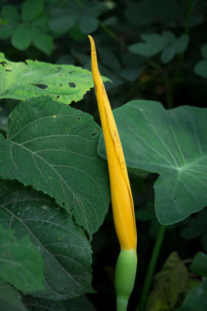 Yellow Flamingo flowers, Anthurium or Laceleaf are blooming in garden.