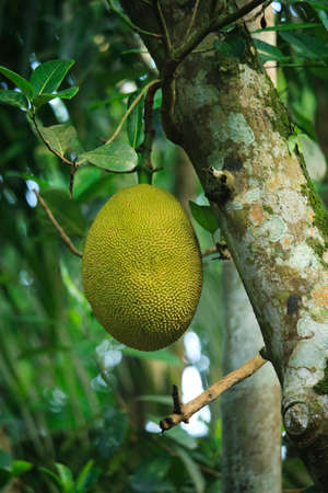 A jackfruit in the middle of nature.