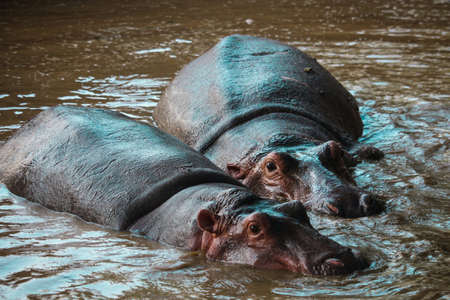 Two hippopotamus,Hippo family,Wildlife, Wild animals, National Park,Hippopotamus in waterの写真素材